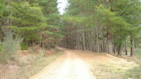 camino de invierno