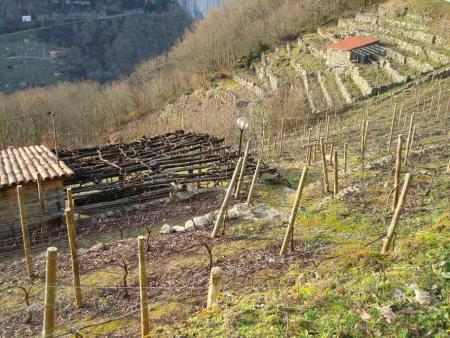 Viñedos en bancales y bodegas-refugio