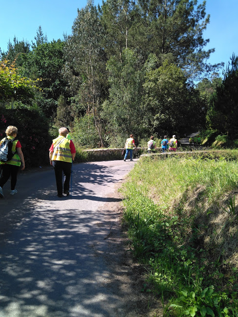 Camino entre  una frondosa vegetación